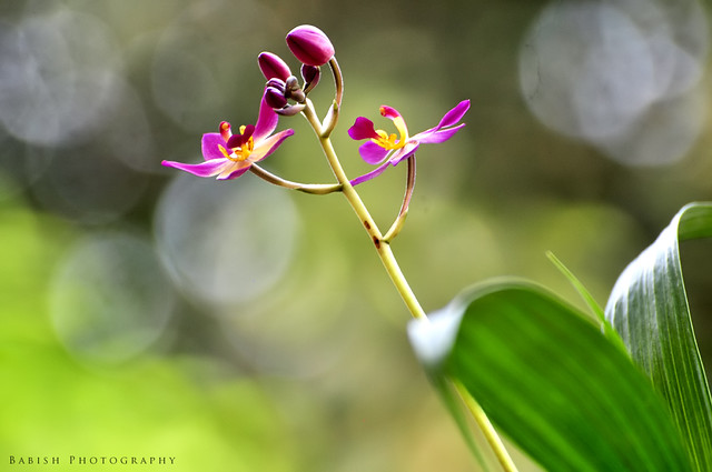 Philippine ground orchid (Spathoglottis plicata)