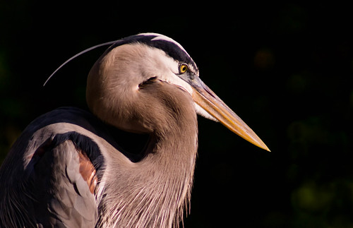 GB heron portrait 2