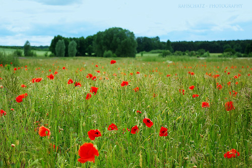 flowers red field germany landscape pentax meadow poppies wob lowersaxony k200d lehrewendhausen