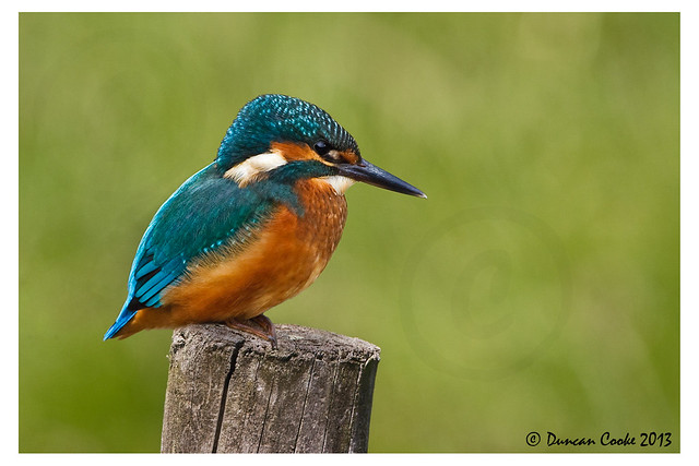 DS0D4061-Kingfisher