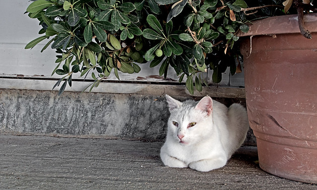 Local White Cat (Olympus OMD EM5 & 9-18mm Zuiko Wide Zoom) Lemnos Greece