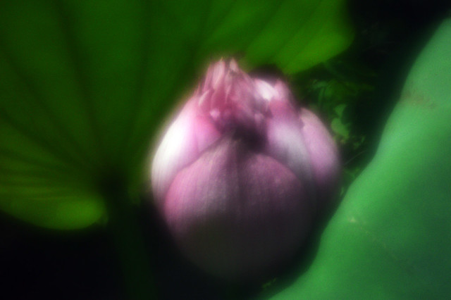 Lotus Flower - Zone Sieve Nikon DSLR