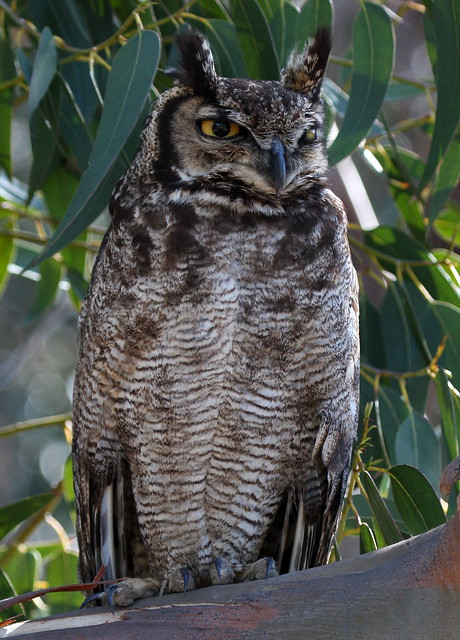 Magellanic Owl