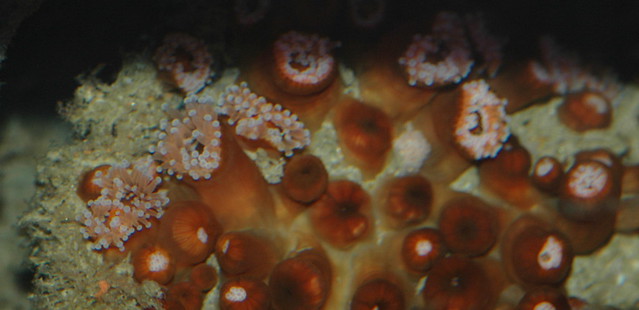 Corynactis viridis (Jewel anemone)