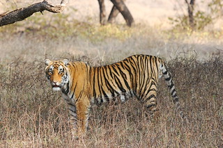 Tiger | by kartikeyapuri