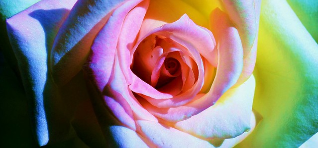 The Hyperpsychedelic Rose