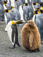 King Penguin (Aptenodytes patagonicus)