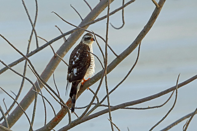 Ovampo Sparrowhawk, Sakania, DRC
