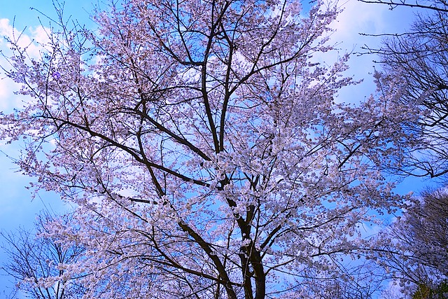 Ususumi-sakura：淡墨桜