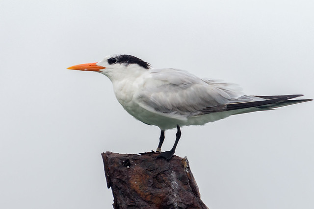 Royal Tern | Tirra Canalera (Thalasseus maximus)