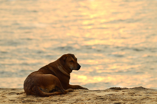 dog beach mundakkal kollam pet waiting master sunset sea