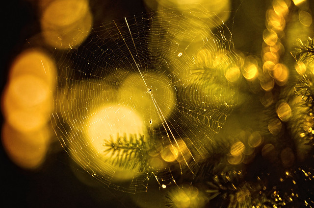 bokeh and spiderweb