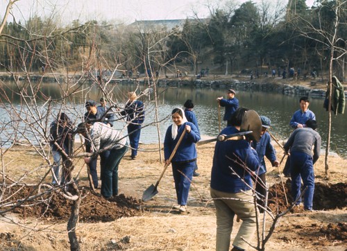 Beida laodong planting trees 1975