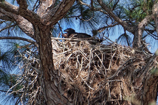 Eaglets peeking out in Nokomis, Florida