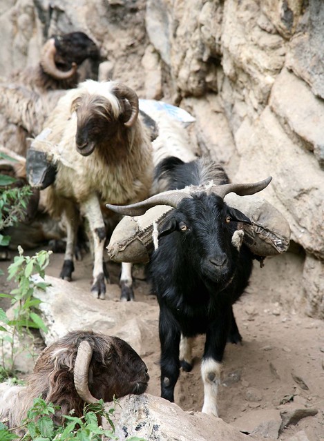 Working Sheep and Goats Tibetan Salt Train Far Karnali River Gorge Western Nepal Asia