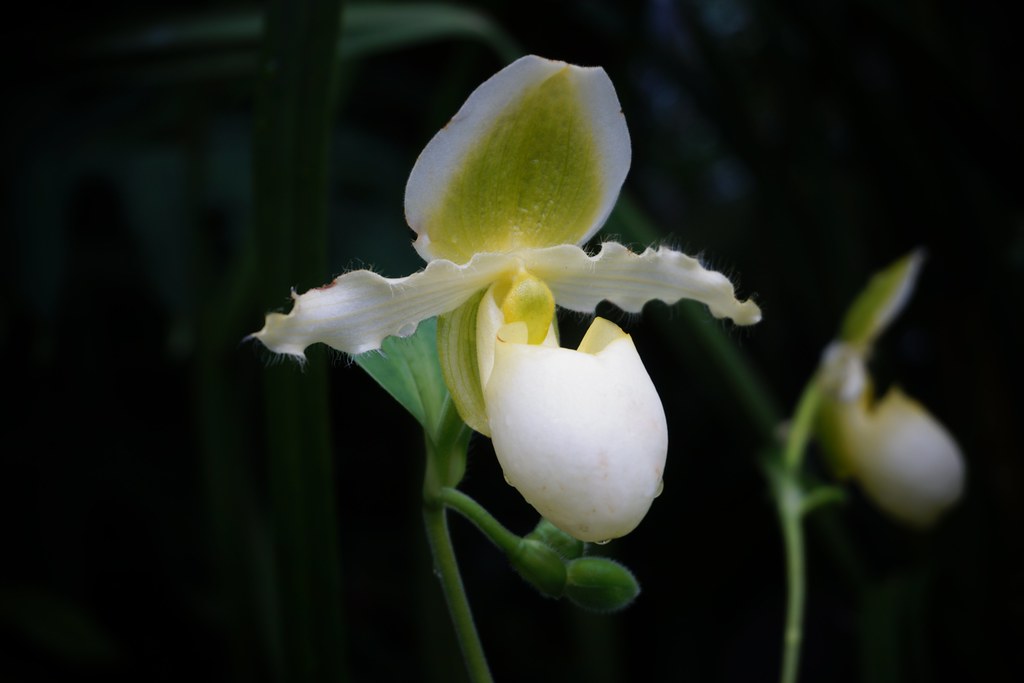 Lady Slipper Orchid Card – Irene Akio