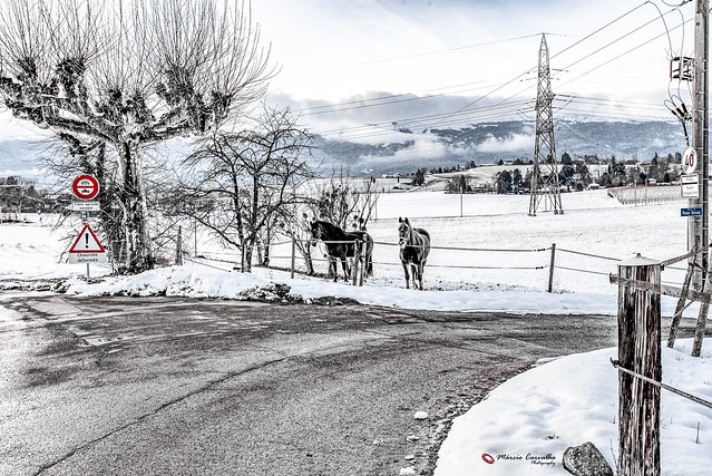 Satigny (Geneva)  Winter Scene - Re-edit (1)