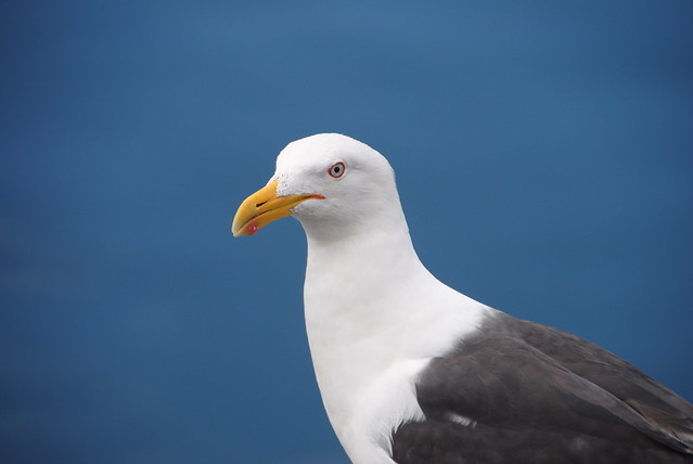 Southern black-backed gull (Larus dominicanus ssp. dominicanus)