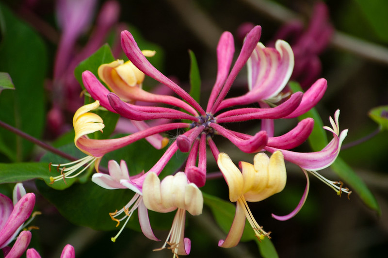 Honeysuckle flower, Berkswell