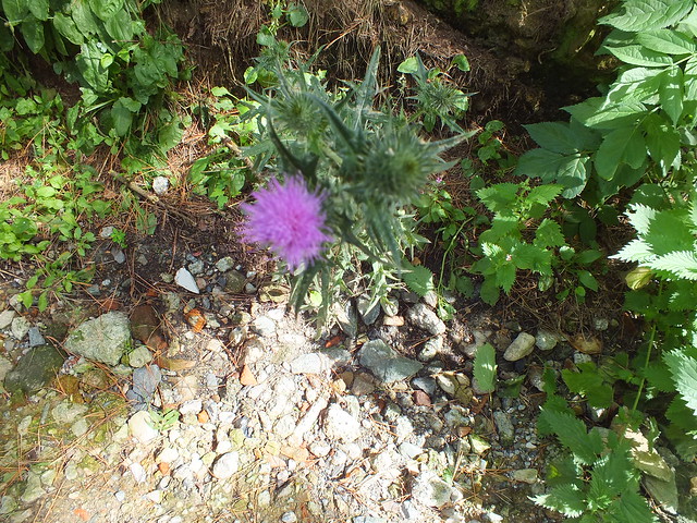 O Flower Of Scotland