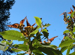 Angangueo - Mariposas Monarcas