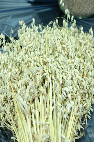 2013 Nebr State Fair-8 by nebugeater, 2013 Nebraska State Fair in Grand Island Nebraskapark island nebraska state grand fair ne nebr fonne