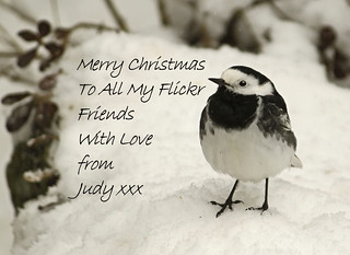 Merry Christmas Everybody! | by Judy's Wildlife Garden