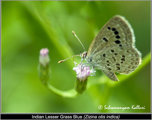 lycaenidae butterflyindia