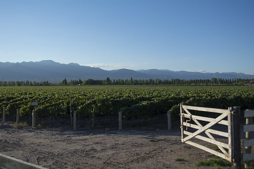 naturaleza nature argentina landscape vineyard nikon day wine paisaje clear mendoza tranquera vino malbec 2014 airelibre vid viñedo d5200 danielpagano