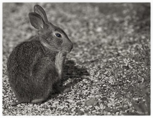 rabbit bunny nikon missouri d800 missouribotanicalgarden shawnaturereserve graysummit ©copyright 400mmnikkor