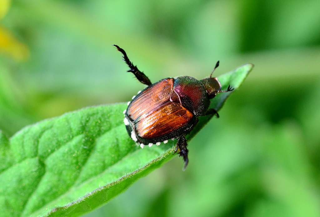 where are japanese beetles found in the us