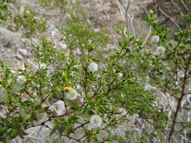 Zygophyllaceae, Larrea tridentata, Creosote Bush