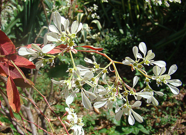 Euphorbia leucocephala, the Snowflake Euphorbia