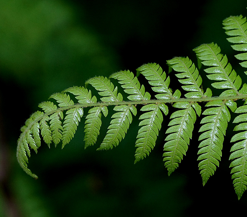Velvet Fern. (Lastreopsis velutina) | Velvet Fern [Lastreops… | Flickr