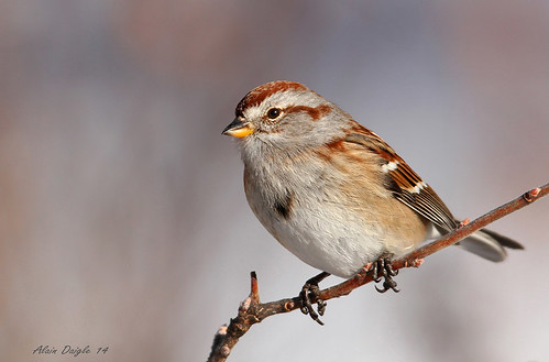 tree american sparrow bruant hudsonien