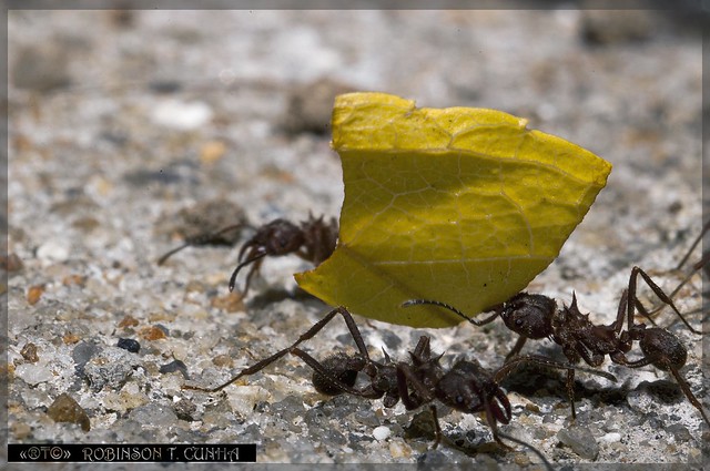Ant - Atta colombica - Formiga Cortadeira