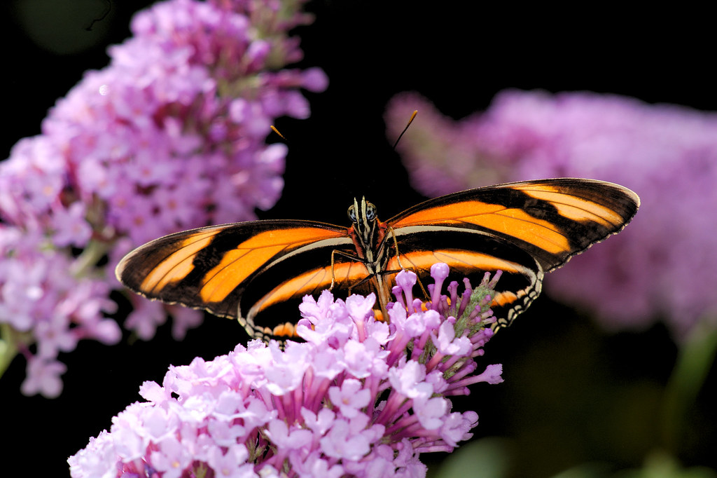 Powell Gardens