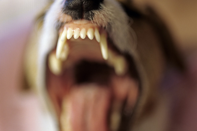 Jack Russell Terrier barking, growling with fangs showing, close-up of teeth