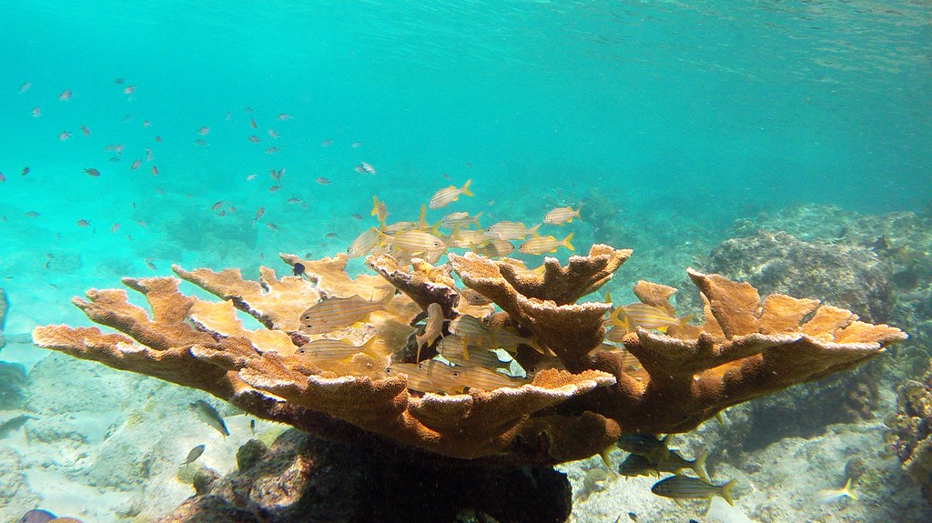 Bari Reef