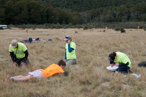 surveying a Boyle EcoBlitz grassland plot
