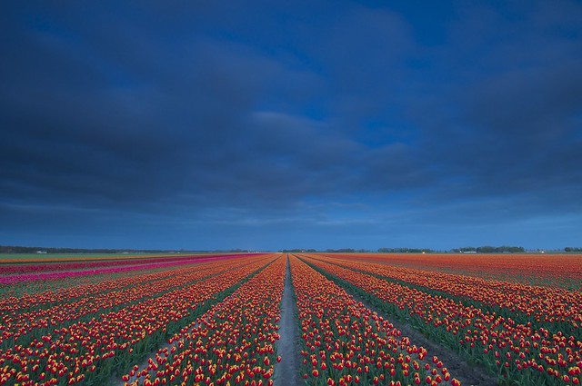 Tulips and blue hour