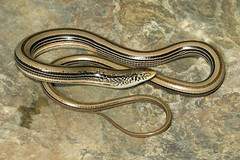 Western Slender Glass Lizard