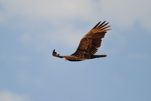 Turkey vulture soaring