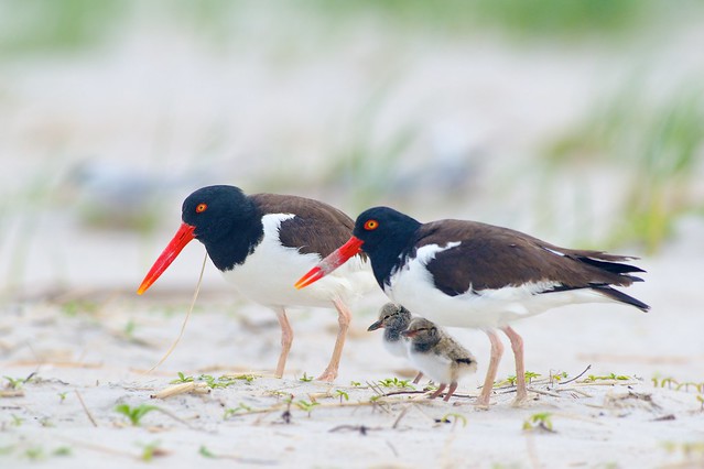 Family of American Oystercatchers