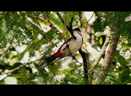 red india black bird birds landscape nikon wildlife coolpix bengal westbengal bulbul whilte l820