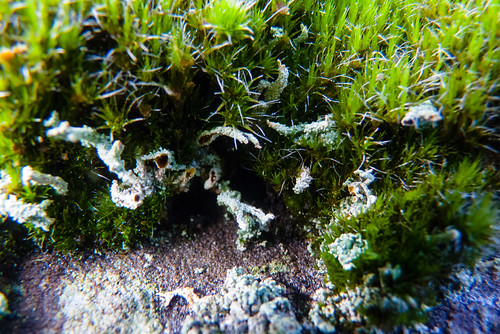 Lichen growing on moss