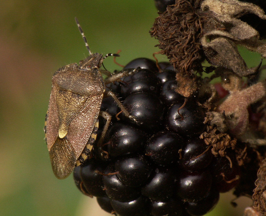 Pentatomidae - Dolycoris baccarum - Hairy or Sloe shieldbug