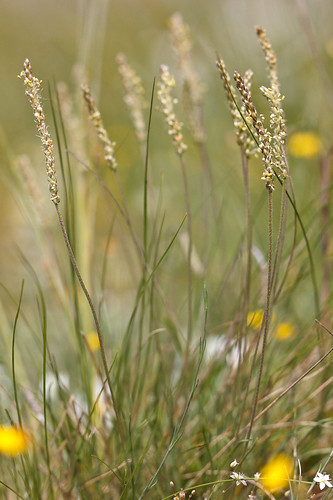 Plantago holosteum BS210513-033 | Sarah Gregg | Flickr