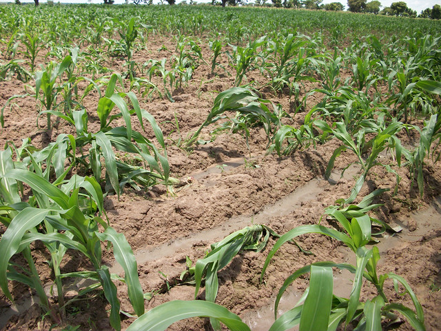 Maize plants fall by heavy rain in maize field
