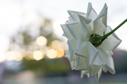 DSC03459 by mac_prv, trees sunset sky white flower rose bokeh flor rosa nikkor 5535